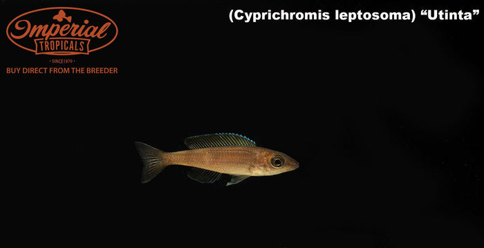 Cyprichromis leptosoma "Utinta"
