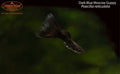 Dark Blue Moscow Guppy