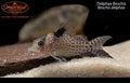 Delphax Brochis