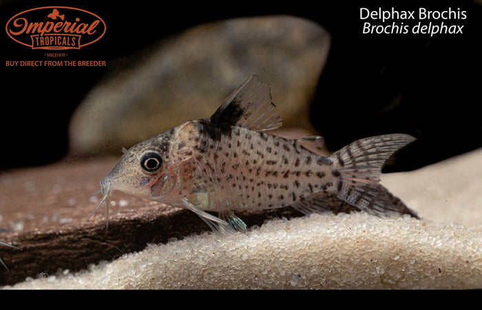 Delphax Brochis
