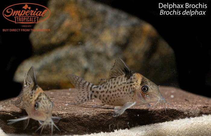 Delphax Brochis