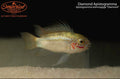 Diamond Apistogramma
