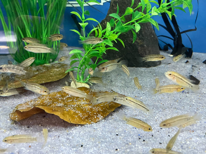 Diamond Apistogramma