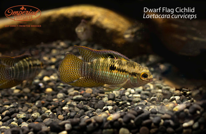 Dwarf Flag Cichlid