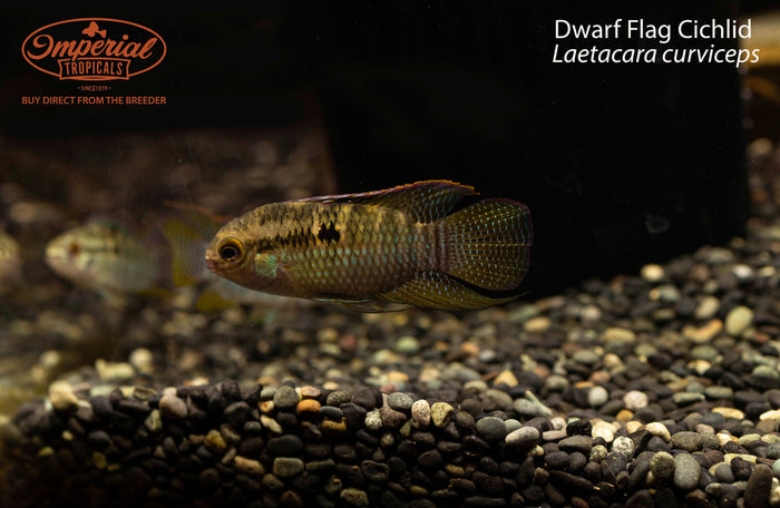 Dwarf Flag Cichlid