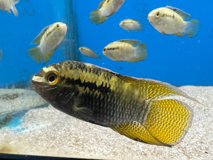 Dwarf Flag Cichlid