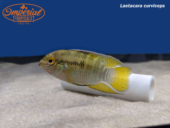 Dwarf Flag Cichlid