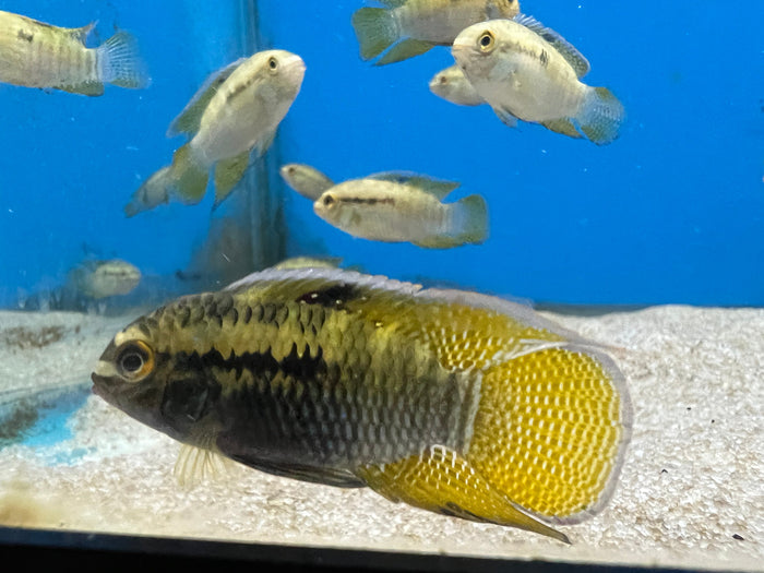 Dwarf Flag Cichlid
