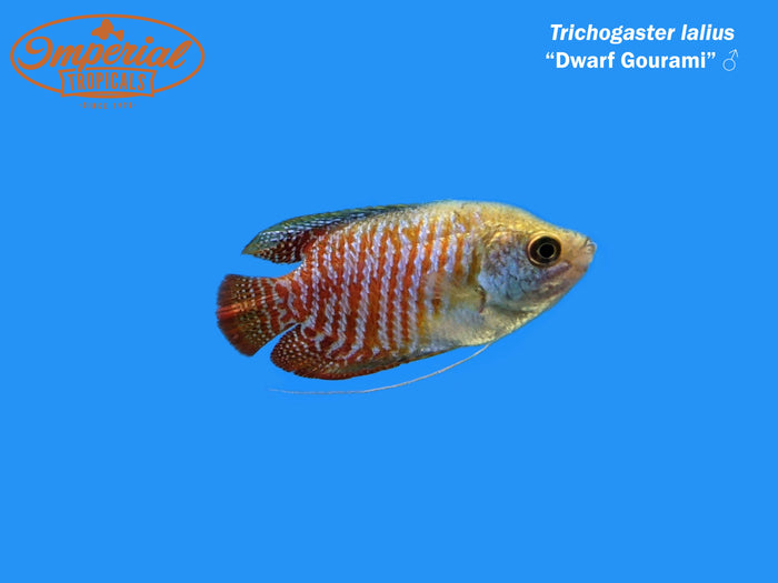 Dwarf Gourami