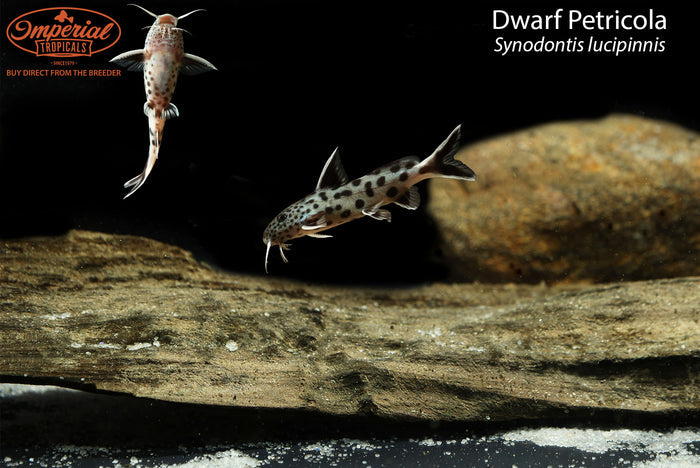 Dwarf Petricola (Synodontis lucipinnis)