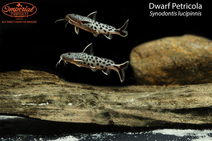 Dwarf Petricola (Synodontis lucipinnis)