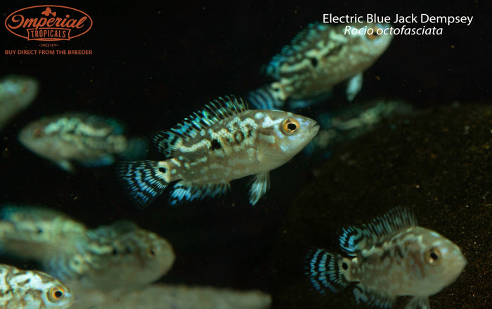 Electric Blue Jack Dempsey (Rocio octofasciata)