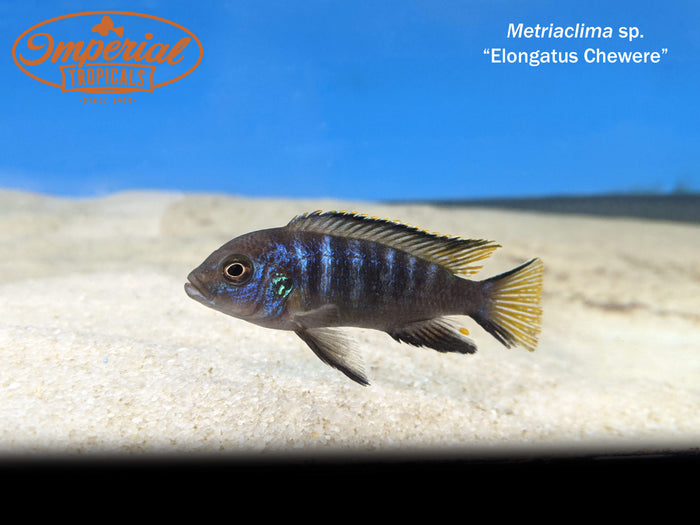Elongatus Chewere