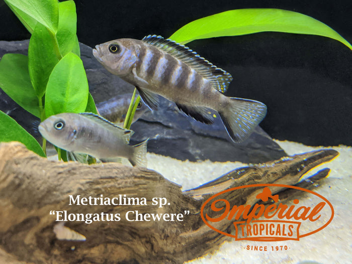Elongatus Chewere