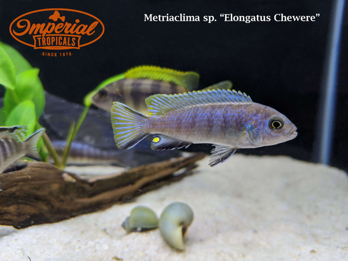 Elongatus Chewere