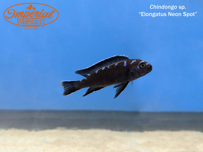 Elongatus Jewel Spot