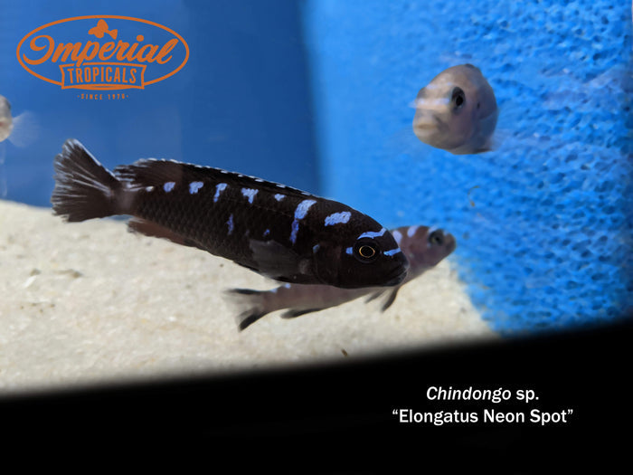 Elongatus Jewel Spot