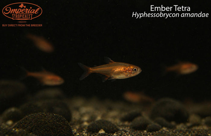 Ember Tetra