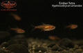 Ember Tetra