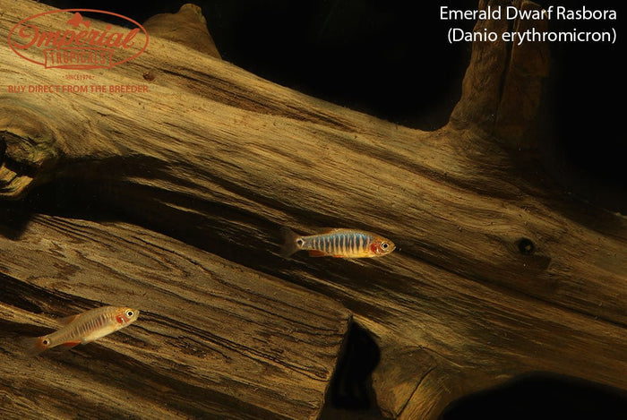 Emerald Dwarf Rasbora