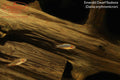 Emerald Dwarf Rasbora