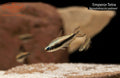Emperor Tetra