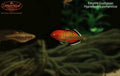 Empire Gudgeon (Hypseleotris compressa)