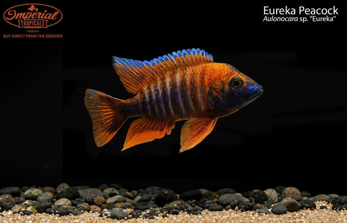 Eureka Red Peacock (Aulonocara sp. "Eureka")