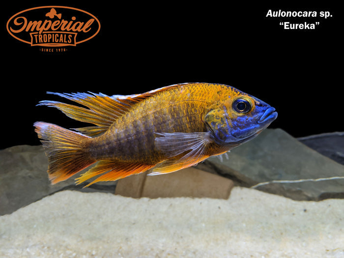 Eureka Red Peacock (Aulonocara sp. "Eureka")