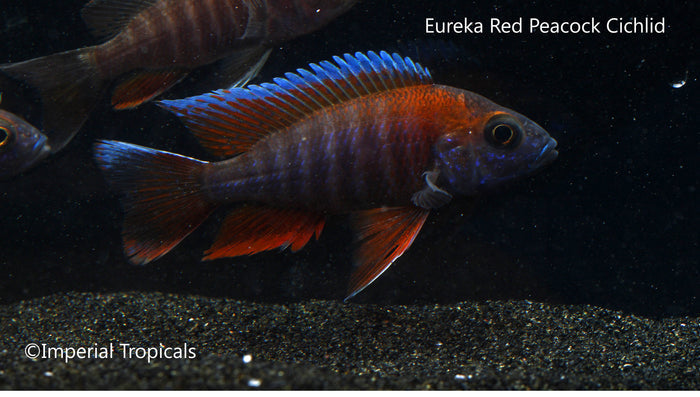 Eureka Red Peacock (Aulonocara sp. "Eureka")