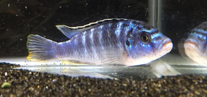Exasperatus Cichlid (Melanochromis joanjohnsonae) - Imperial Tropicals