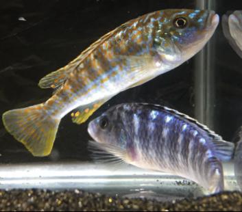Exasperatus Cichlid (Melanochromis joanjohnsonae) - Imperial Tropicals
