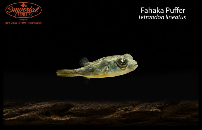 Fahaka Puffer