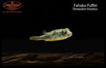 Fahaka Puffer
