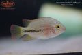 Fenestrata Cichlid "Las Playas"