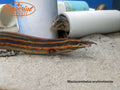 Fire Eel