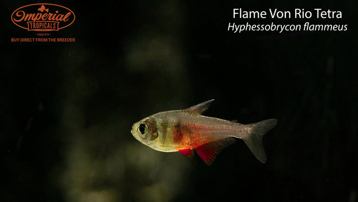 Flame Von Rio Tetra