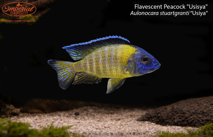 Flavescent Peacock "Usisya"
