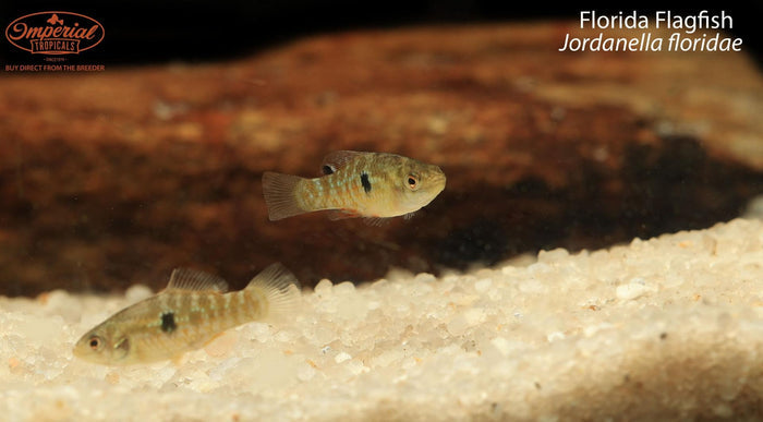 Florida Flagfish