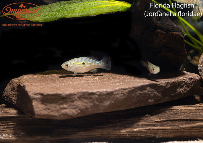 Florida Flagfish
