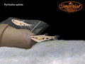 Four Spot Splash Tetra