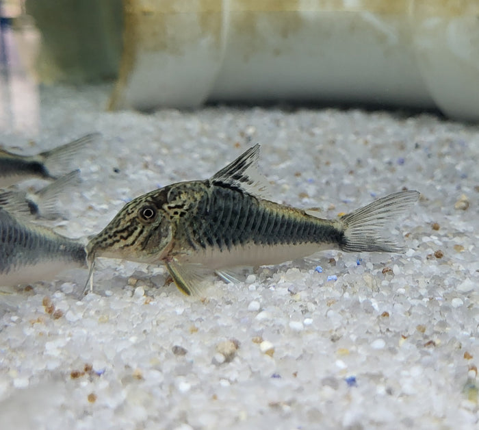 Fowler's Corydoras