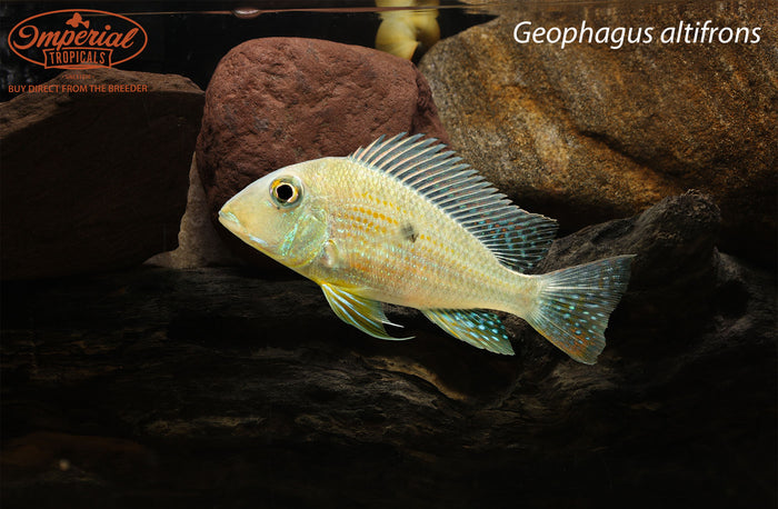 Geophagus altifrons