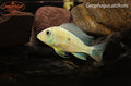 Geophagus altifrons
