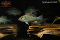 Geophagus mirabilis