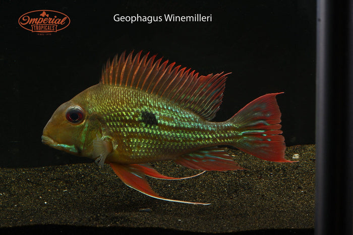 (Geophagus winemilleri) - Imperial Tropicals