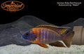 German Ruby Red Peacock
