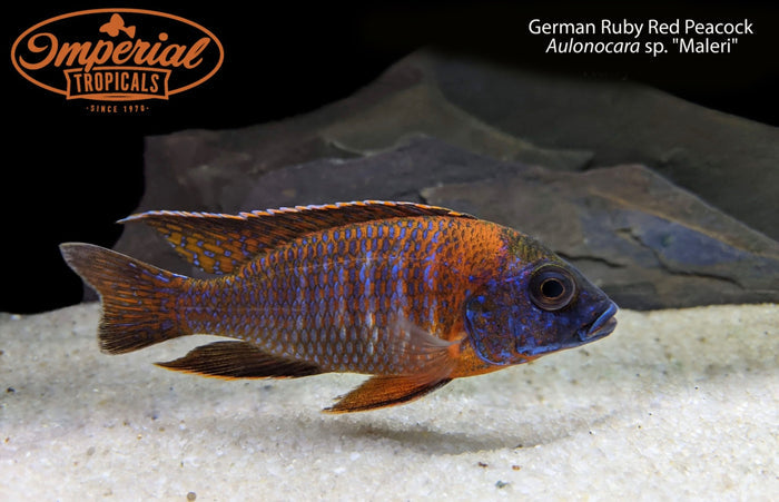 German Ruby Red Peacock