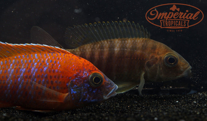 Ruby Red Peacock "Roter Kaiser" (Aulonocara sp.) - Imperial Tropicals