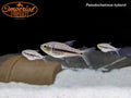 Giant Spotted Emperor Tetra